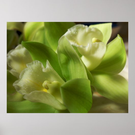 Groene orchideeën Zijde en Satin 1 Poster (Voorkant)