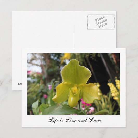  groene orchideeënbloem, bloemenfotografie briefkaart (Voorkant / Achterkant)