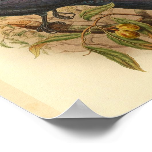 Groene Paarse Manucode vogelstand — Afdruk Poster (Hoek)