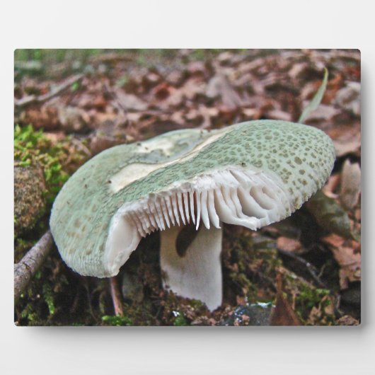 Groene paddenstoel - Russula crusosa Fotoplaat (Voorkant)
