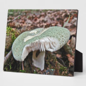Groene paddenstoel - Russula crusosa Fotoplaat (Zijkant)