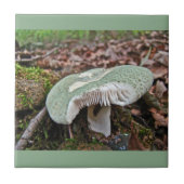 Groene paddenstoel - Russula crusosa Tegeltje (Voorkant)