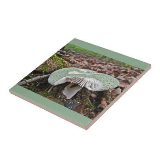 Groene paddenstoel - Russula crusosa Tegeltje (Zijkant)