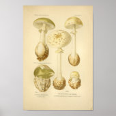  groene paddenstoelen Kunst print Frans (Voorkant)