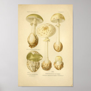  groene paddenstoelen Kunst print Frans