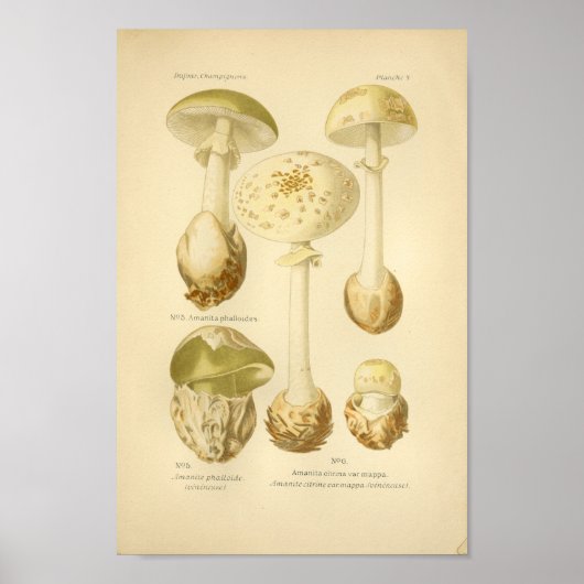  groene paddenstoelen Kunst print Frans (Voorkant)