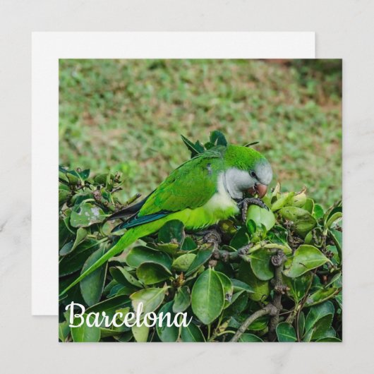 Groene papegaai (Voorkant / Achterkant)