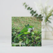 Groene papegaai (Staand voorkant)