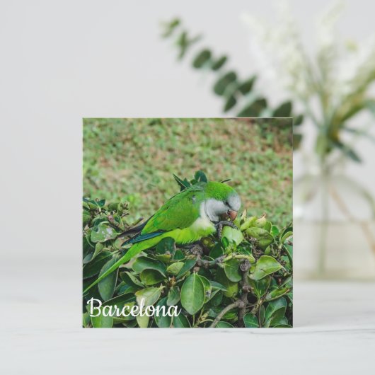 Groene papegaai (Staand voorkant)