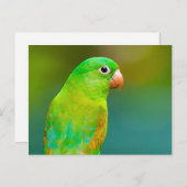 groene papegaai briefkaart (Voorkant / Achterkant)