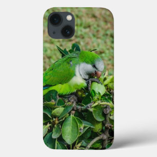 Groene papegaai Case-Mate iPhone case