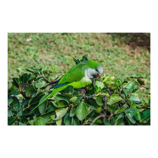 Groene papegaai foto afdruk (Voorkant)