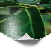 Groene papegaai foto afdruk (Hoek)