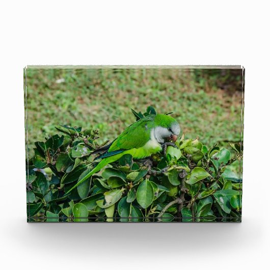 Groene papegaai fotoblokken (Voorkant)