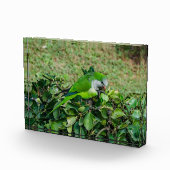 Groene papegaai fotoblokken (Rechts)