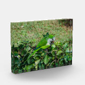 Groene papegaai fotoblokken (Links)