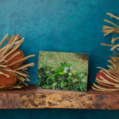 Groene papegaai fotoplaat (Zijkant)