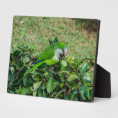 Groene papegaai fotoplaat (Zijkant)