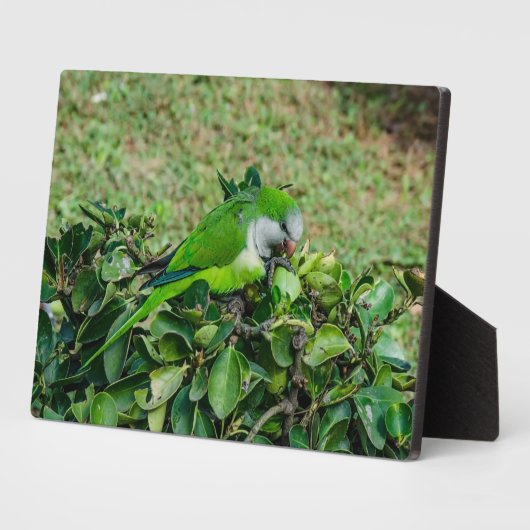 Groene papegaai fotoplaat (Zijkant)