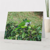 Groene papegaai kaart (Achterkant)