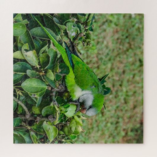 Groene papegaai legpuzzel (Horizontaal)