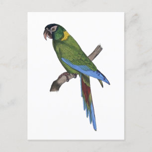 Groene papegaai Macaw Fine Art Natuur Schilderen Briefkaart