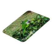 Groene papegaai magneet (Linkerzijde)