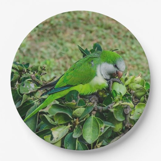 Groene papegaai papieren bordje (Voorkant)