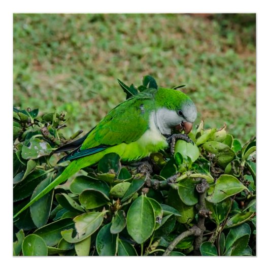 Groene papegaai perfect poster (Voorkant)