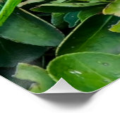 Groene papegaai perfect poster (Hoek)