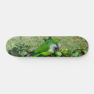 Groene papegaai persoonlijk skateboard