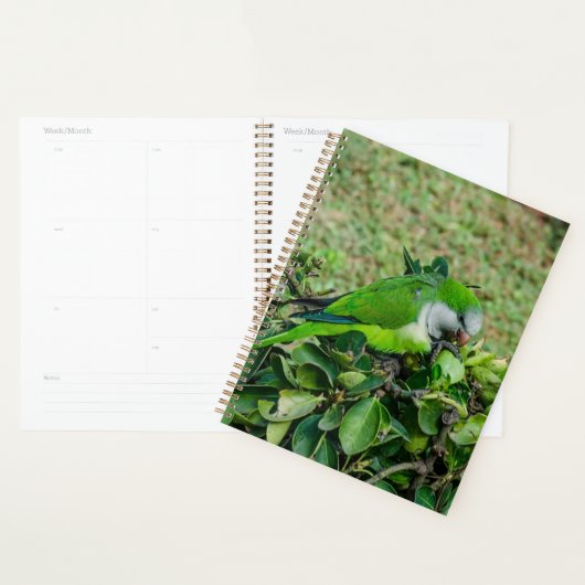 Groene papegaai planner (Display)