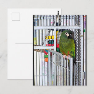 Groene papegaai portret briefkaart