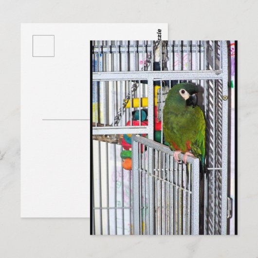 Groene papegaai portret briefkaart (Voorkant / Achterkant)