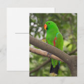 Groene papegaai portret briefkaart (Voorkant / Achterkant)