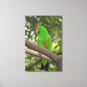 Groene papegaai portret canvas afdruk