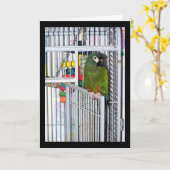 Groene papegaai portret kaart (Gele Bloem)