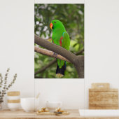 Groene papegaai portret poster (Keuken)