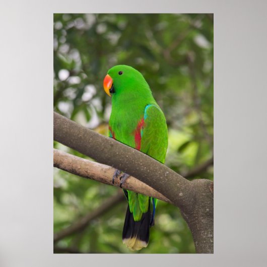 Groene papegaai portret poster (Voorkant)