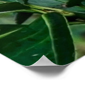 Groene papegaai poster (Hoek)