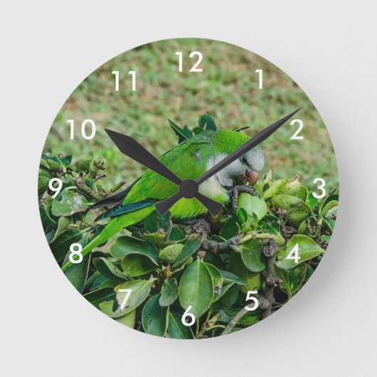 Groene papegaai ronde klok (Voorkant)