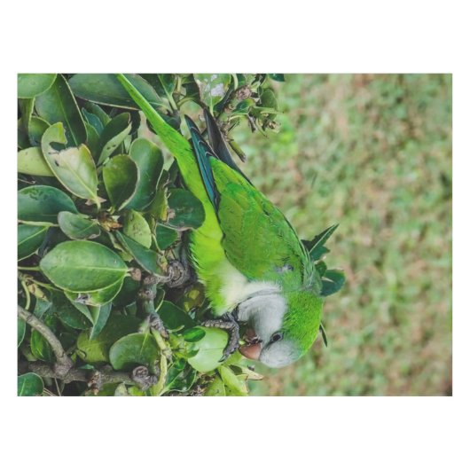 Groene papegaai tafelkleed (Voorkant (Horizontaal))