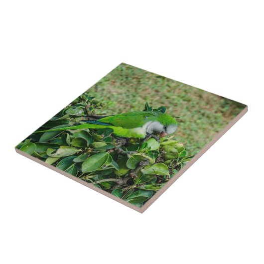 Groene papegaai tegeltje (Zijkant)