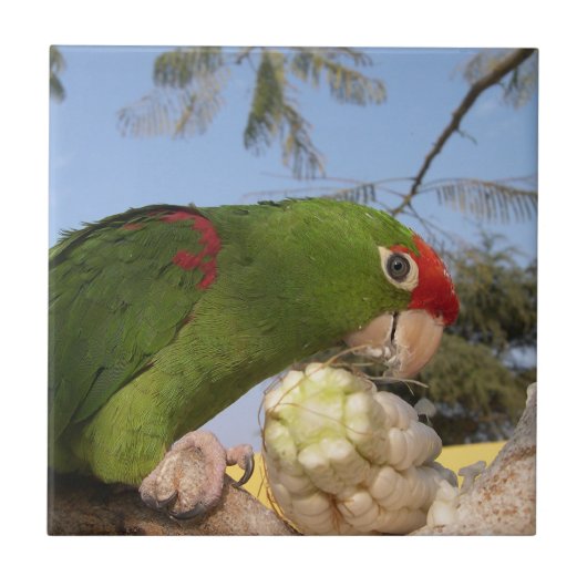 Groene papegaai tegeltje (Voorkant)