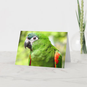 Groene papegaai Wenskaart 2 Kaart