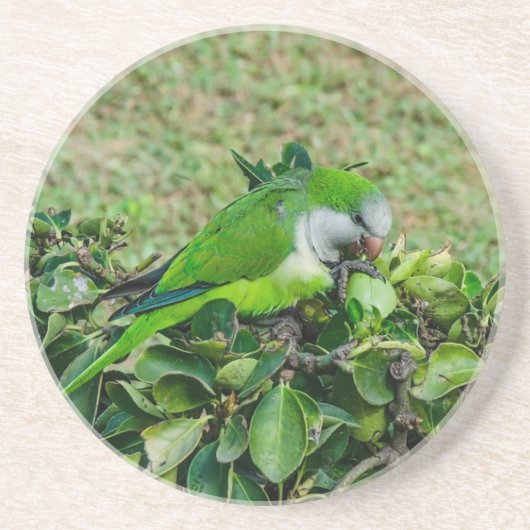 Groene papegaai zandsteen onderzetter (Voorkant)