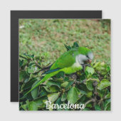 Groene papegaaimagneton (Voorkant / Achterkant)