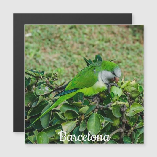 Groene papegaaimagneton (Voorkant / Achterkant)