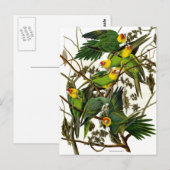  Groene Parakeets Parrots Briefkaart (Voorkant / Achterkant)