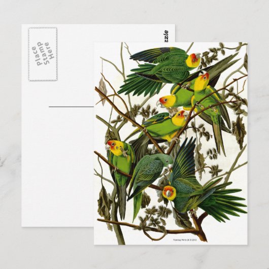 Groene Parakeets Parrots Briefkaart (Voorkant / Achterkant)